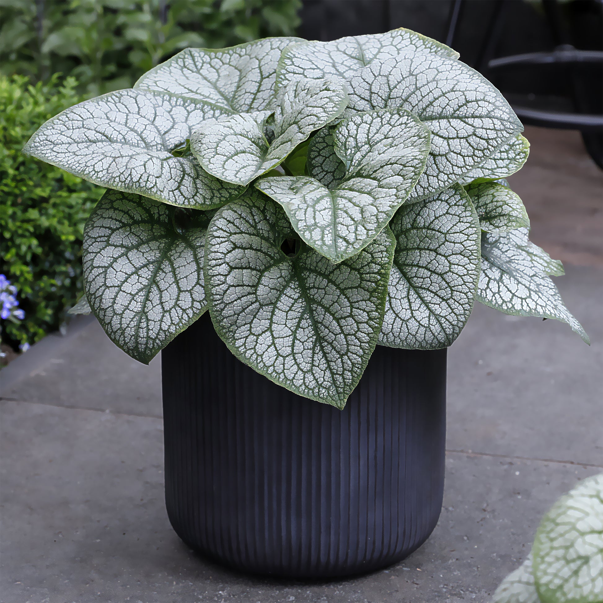 Kaukasus-Vergissmeinnicht ‘Jack of Diamonds’ - Brunnera macrophylla jack of diamonds - Bakker