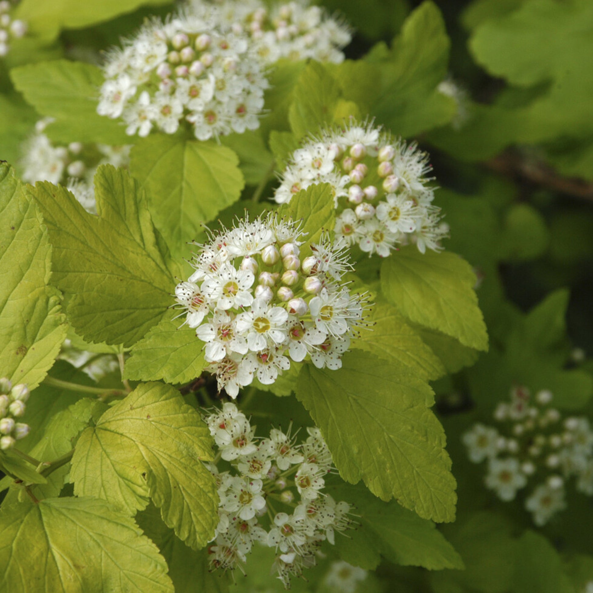 Blasenspiere ‘Dart’s Gold’ - Physocarpus opulifolius Dart's Gold - Bakker
