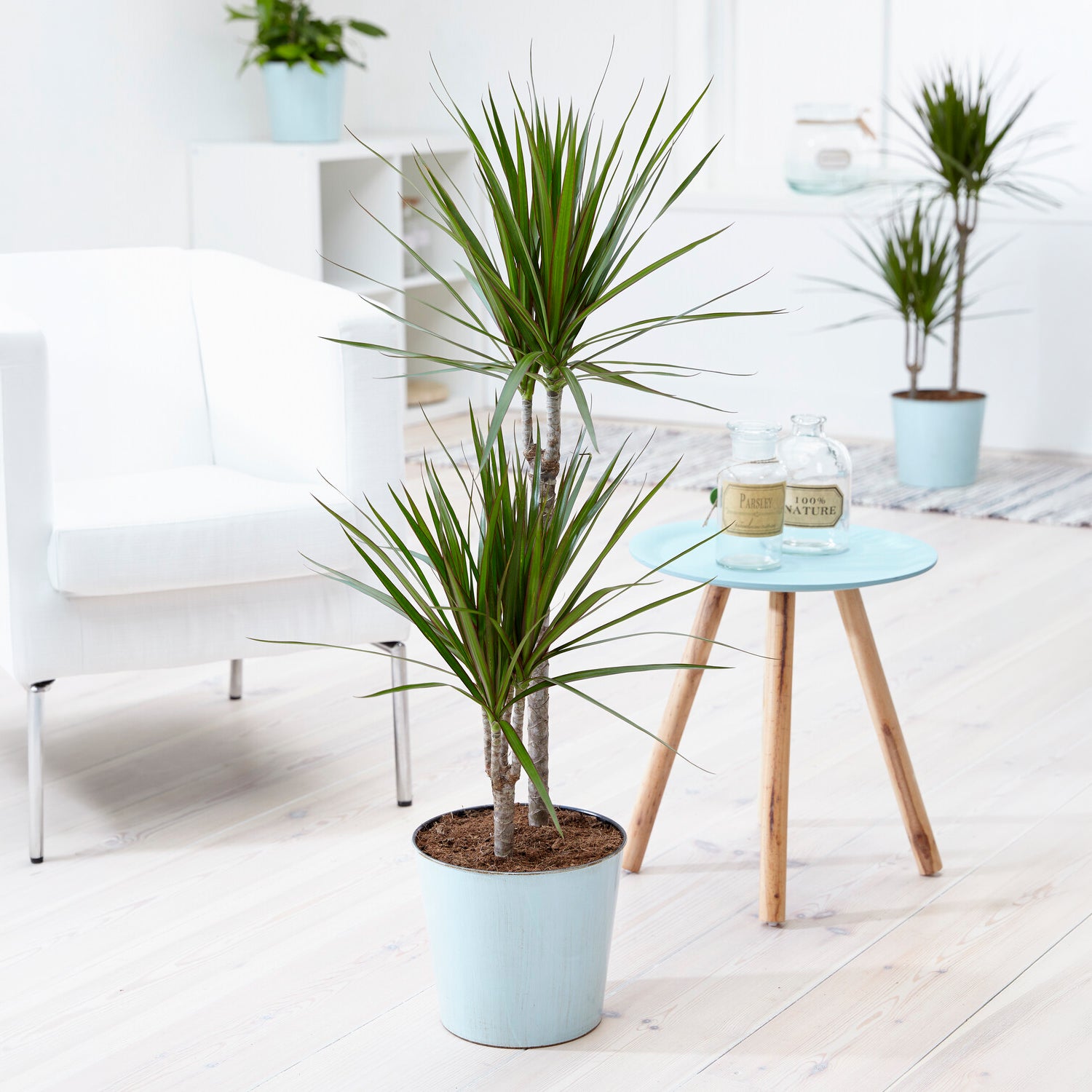 Gerandeter Drachenbaum - Dracaena marginata - Bakker