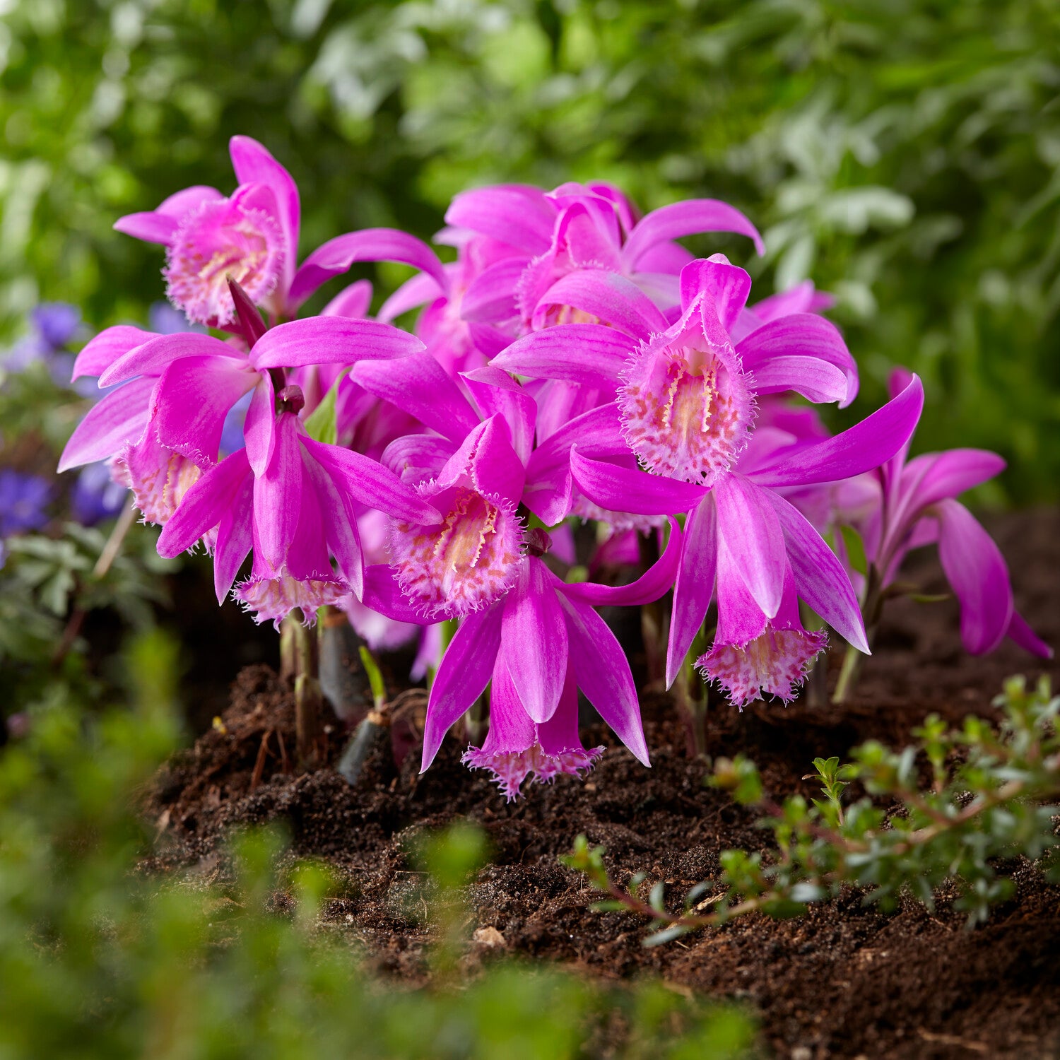 Pakete mit Blumenzwiebeln - Orchidee 'Pleione Tongariro' - Pleione tongariro