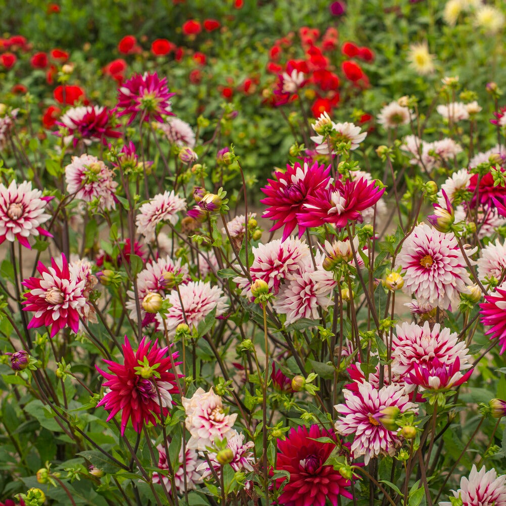 Dahlien ‘Rebecca’s World’ (x3) - Dahlia 'rebecca's world' - Bakker