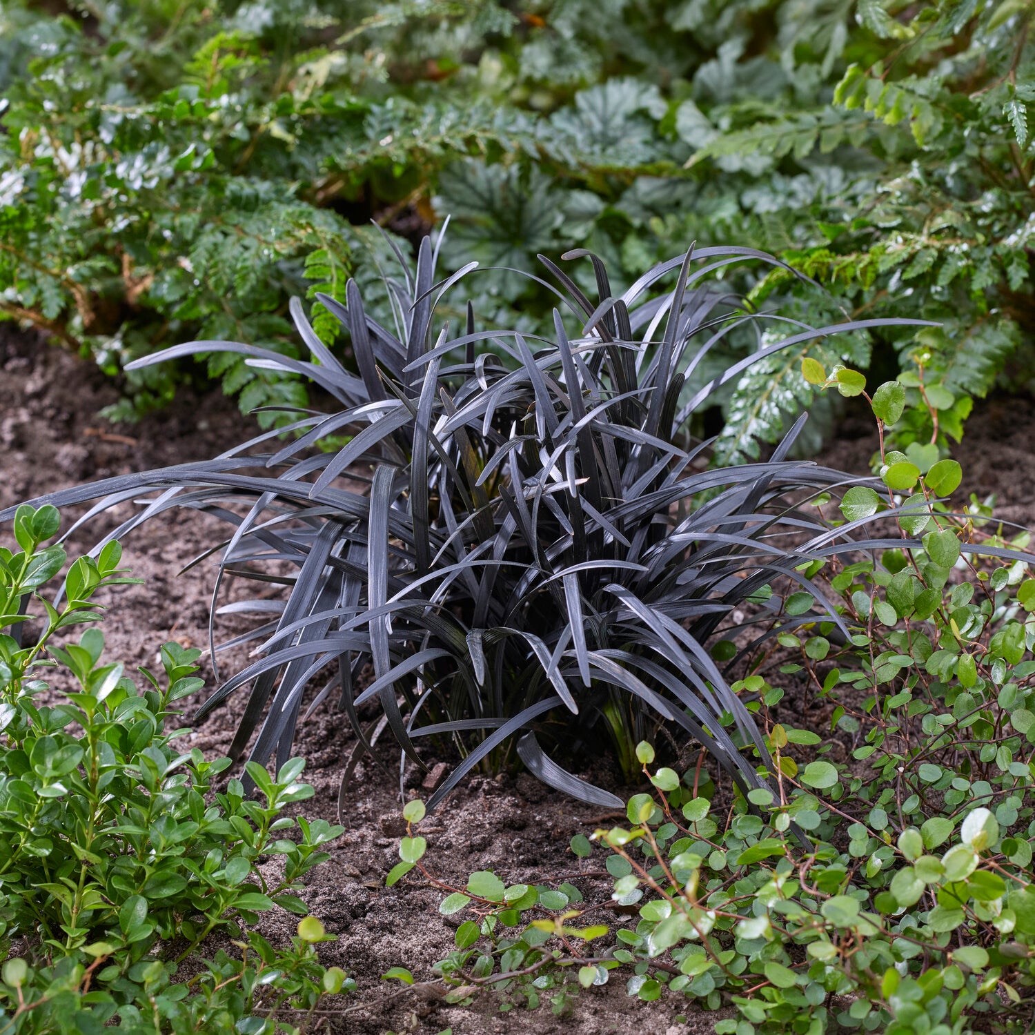 Ophiopogon planiscapus Nigrescens - Schwarzer Schlangenbart 'Nigrescens' - Bodendecker