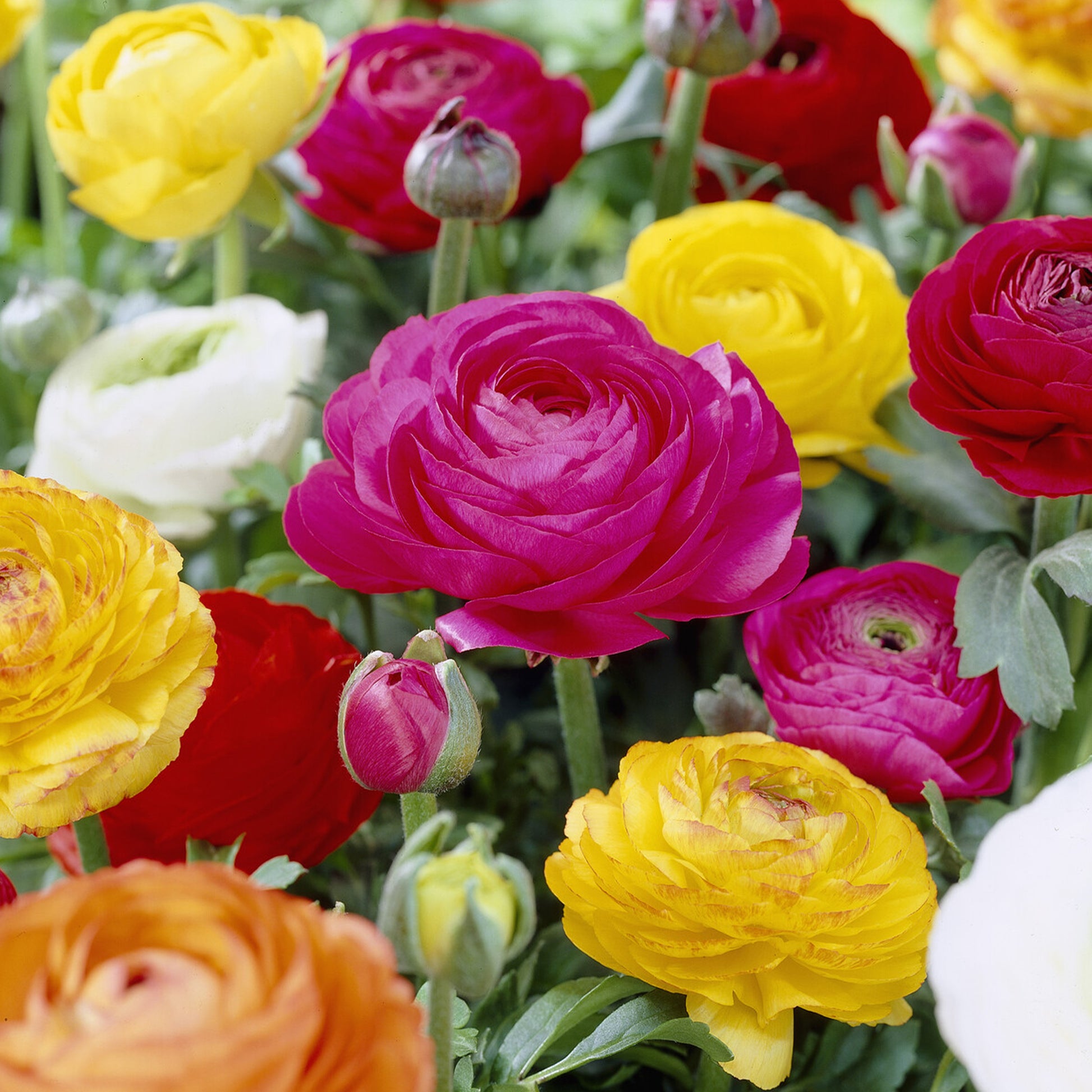 Ranunkel Mischung - Ranunculus asiaticus - Bakker