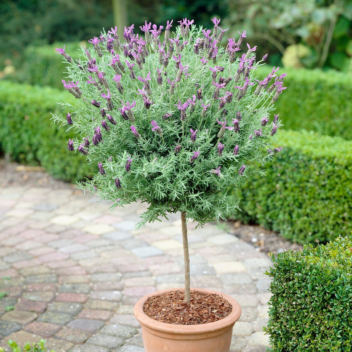 Lavandula stoechas - Schopflavendel - Lavendel