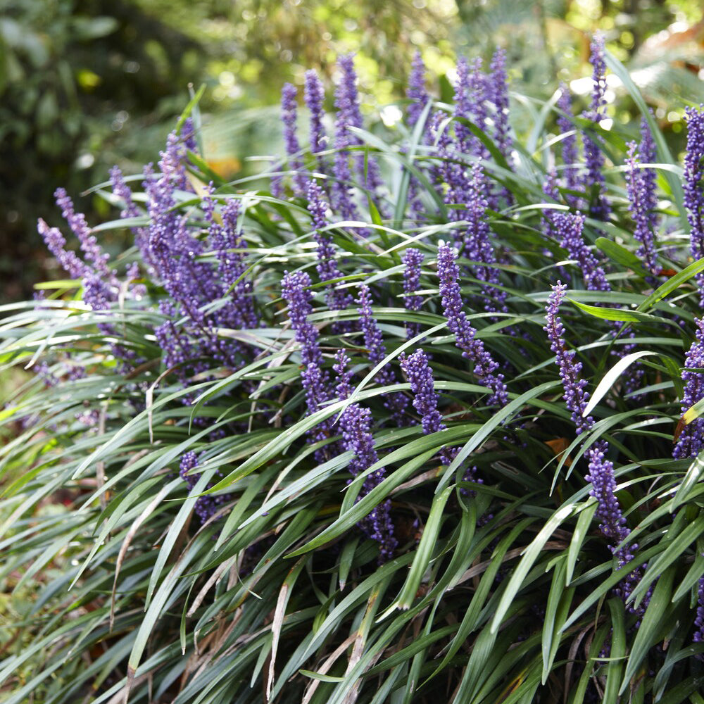 Lilientraube 'Ingwersen' - Liriope muscari Ingwersen - Bakker