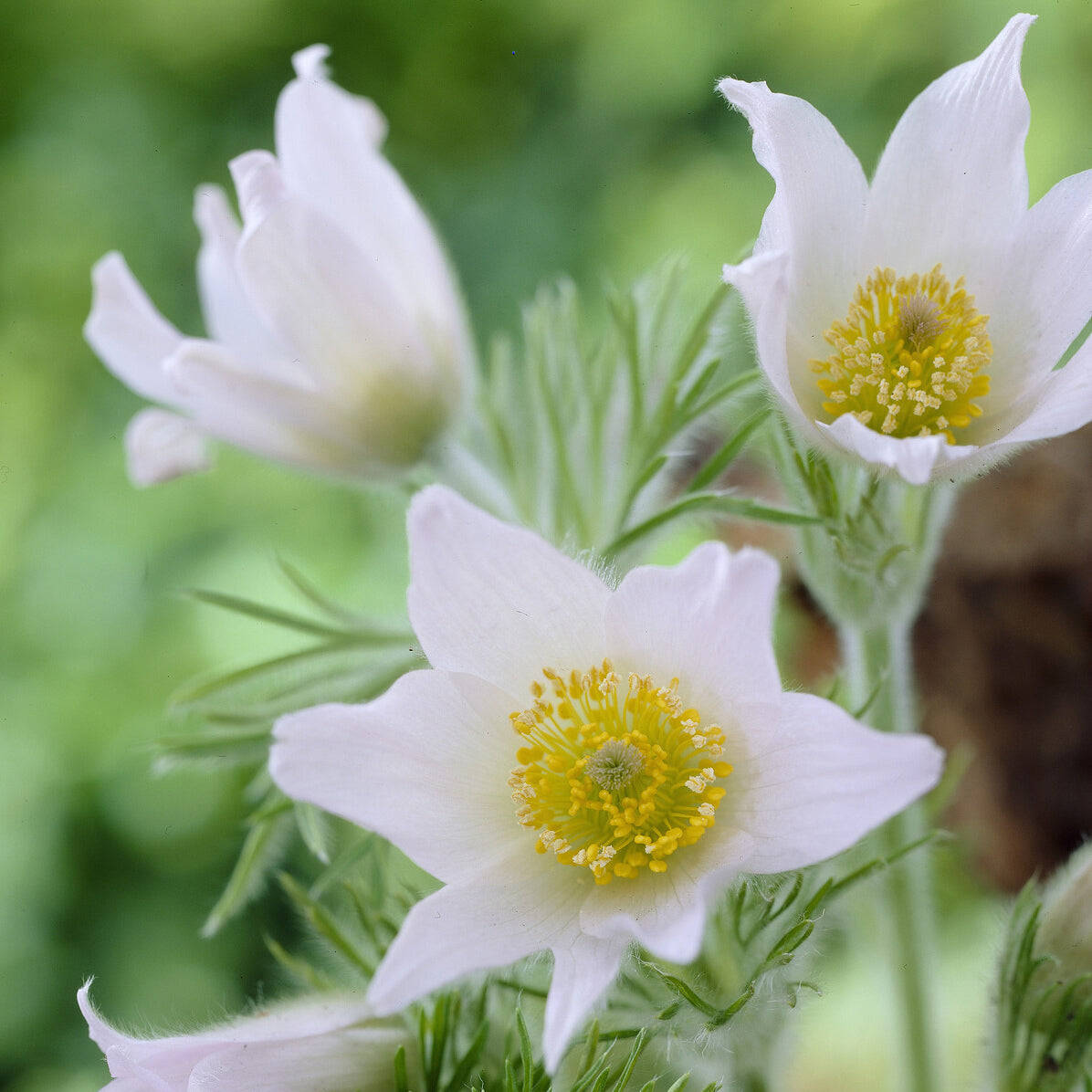 Weiße Küchenschelle - Pulsatilla vulgaris alba - Bakker