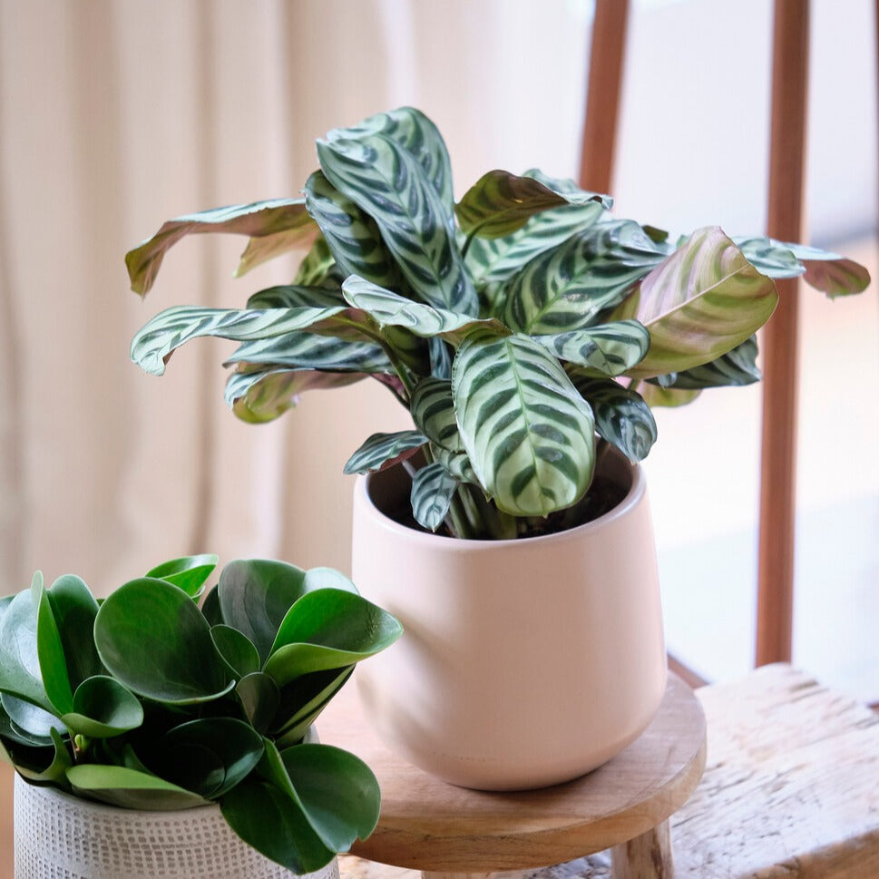 Korbmarante - Ctenanthe burle-marxii - Bakker