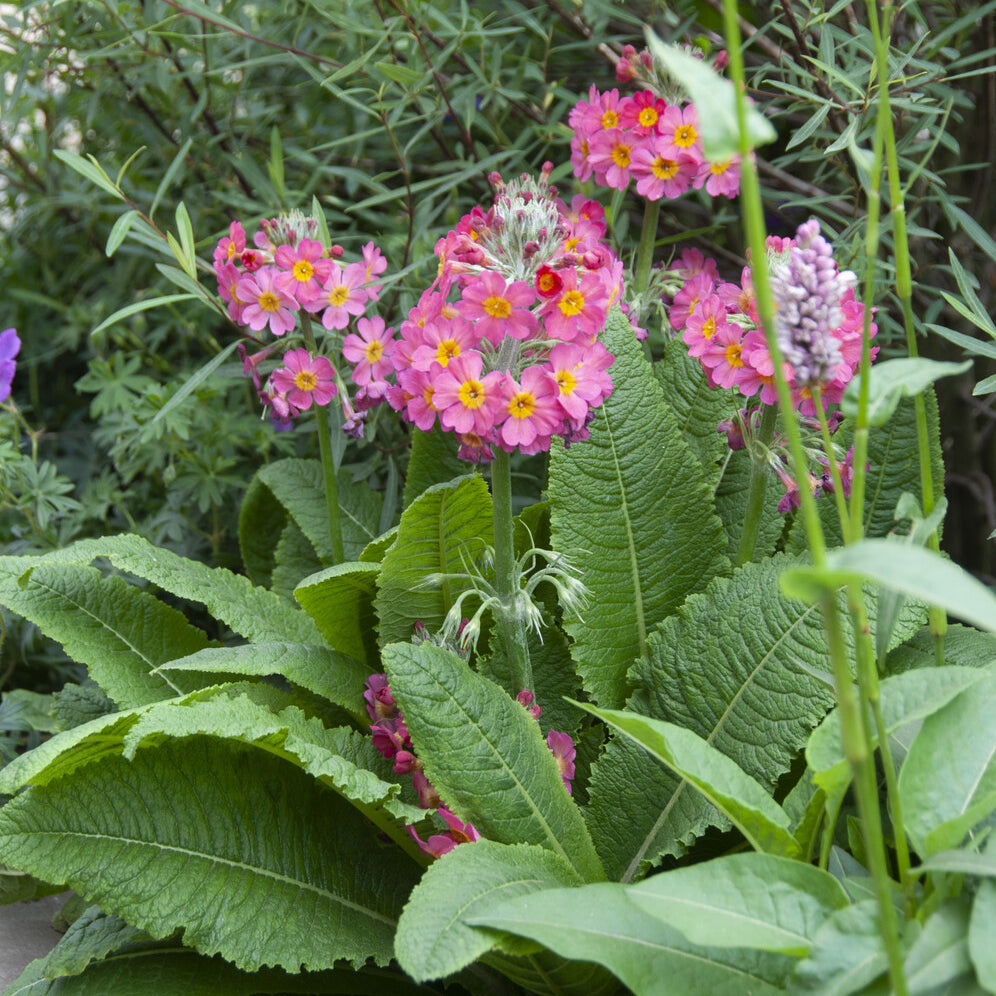 Rosen Schlüsselblume - Primula rosea grandiflora - Bakker