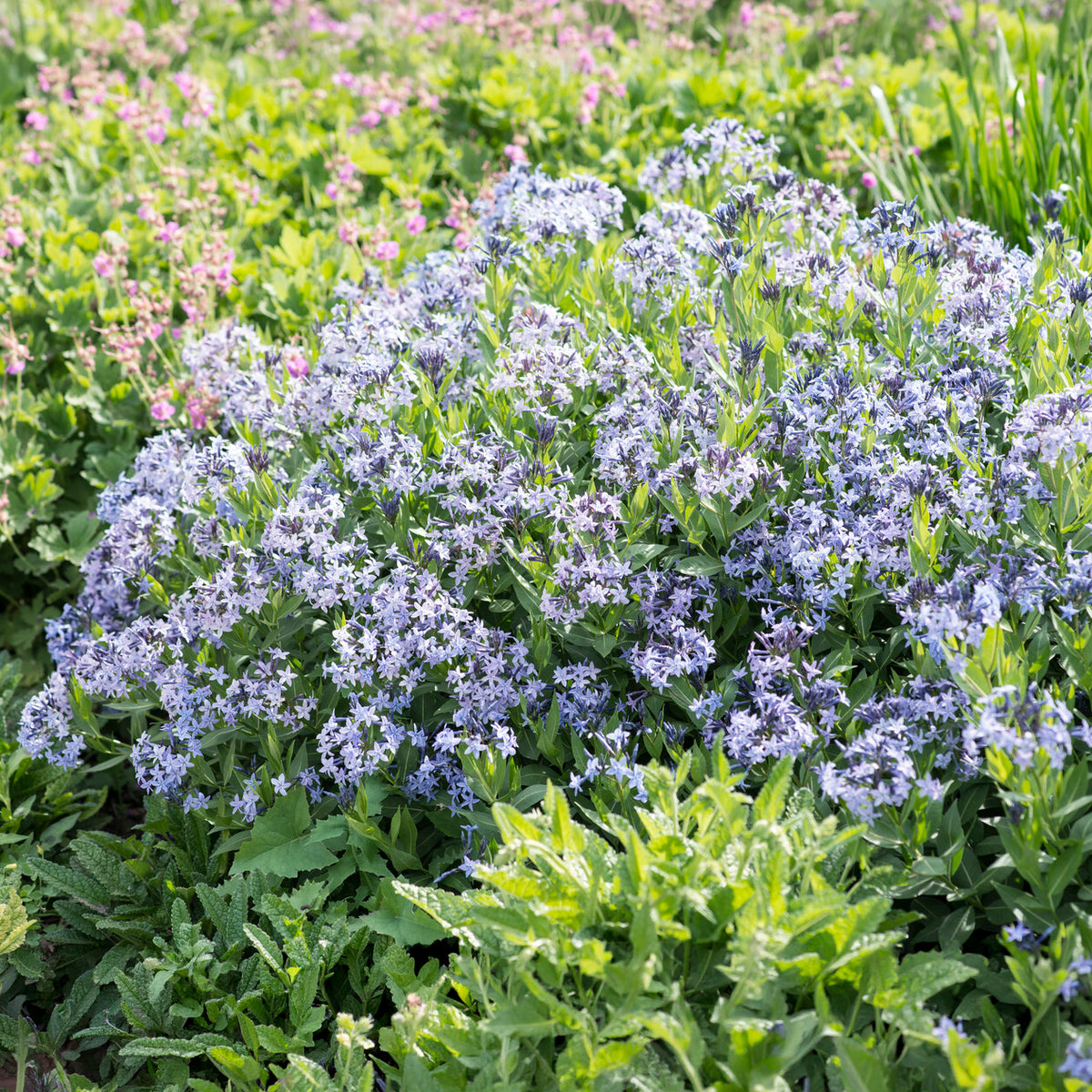 Röhrenstern 'Blue Ice'