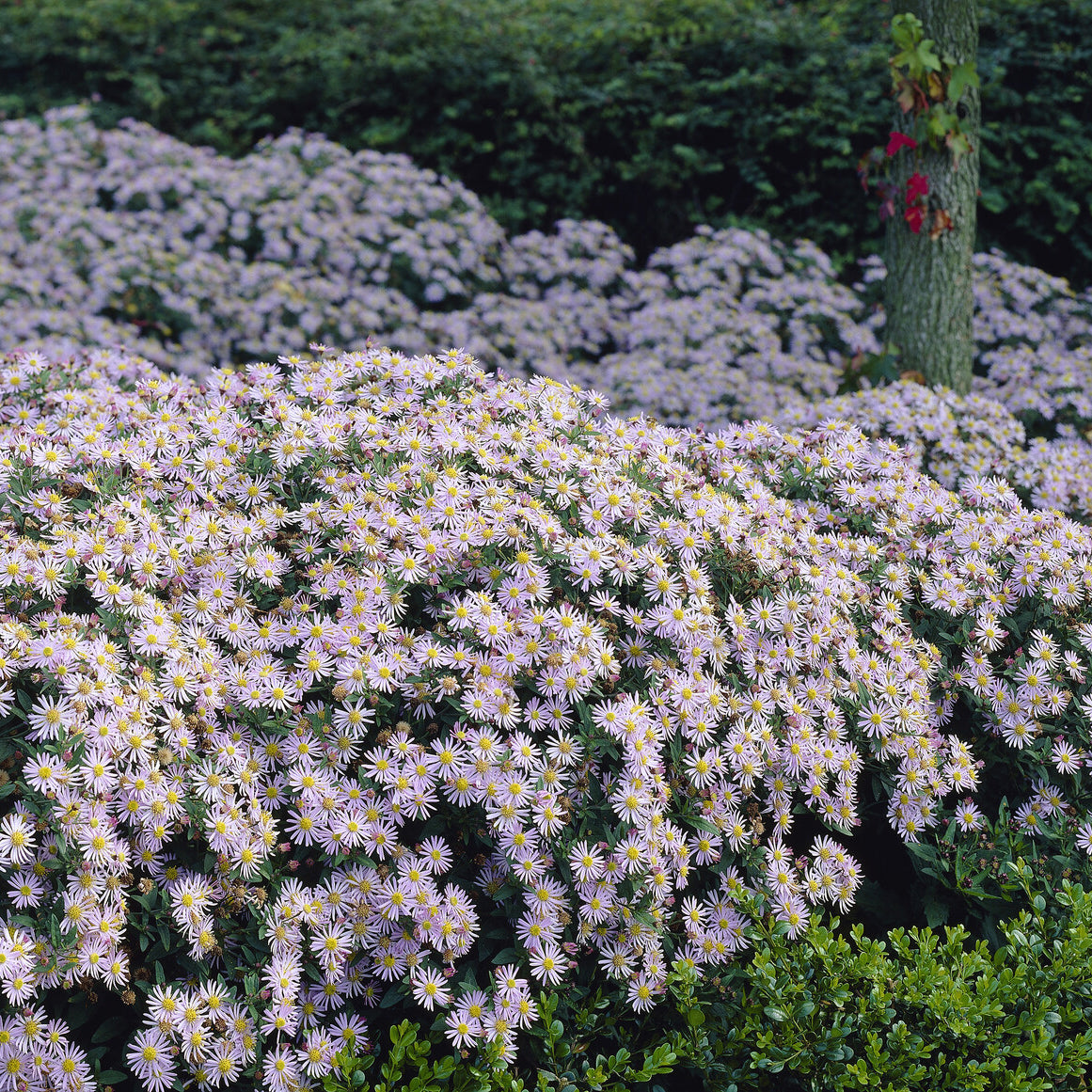 Verkauf Zwergaster 'Asran' - Aster ageratoides Asran