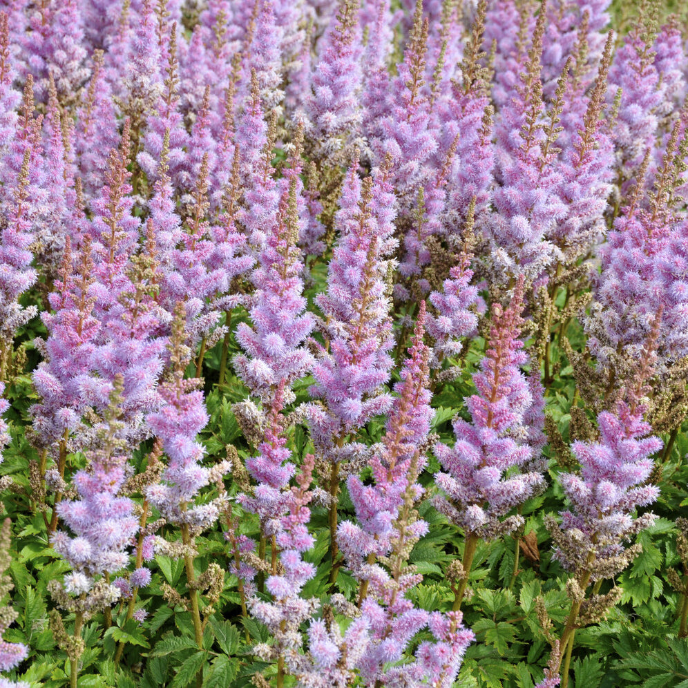 Astilbe chinensis Pumila - Prachtspiere Astilbe 'Pumila' - Stauden