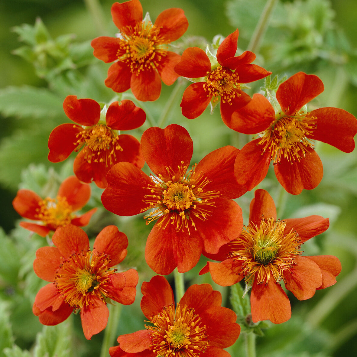 Nelkenwurz 'Borisii' - Geum coccineum Borisii - Bakker