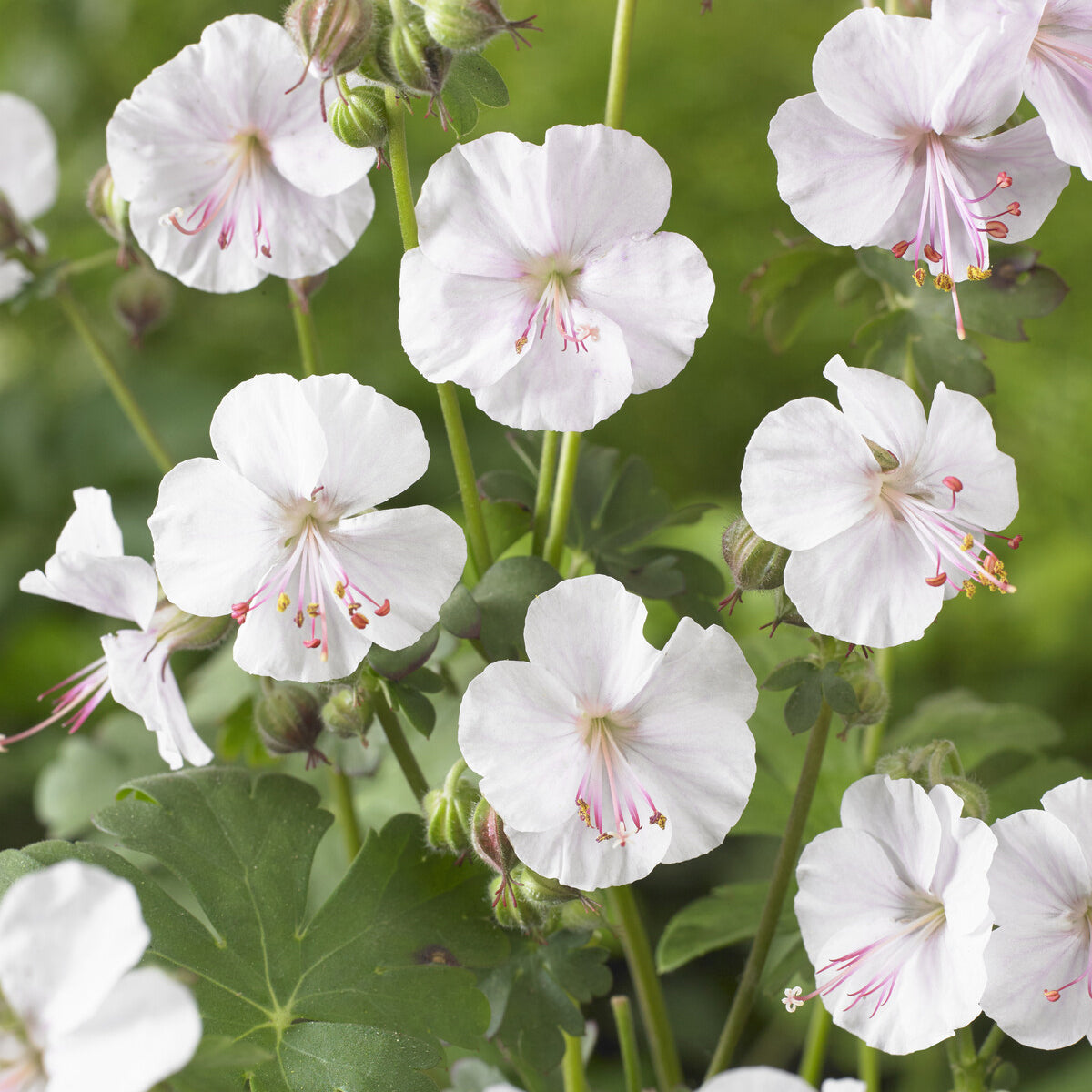 Geranien - Storchschnabel 'Biokovo' - Geranium cantabrigiense Biokovo