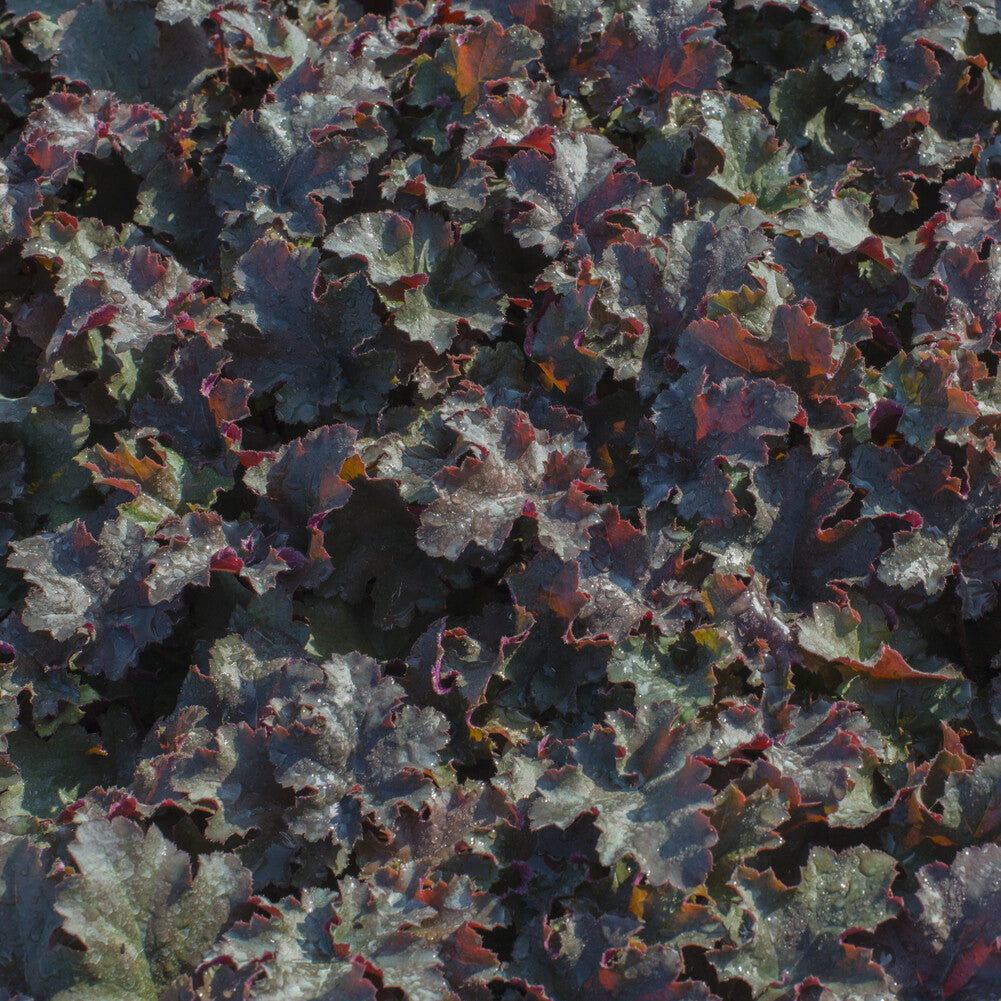 Purpurglöckchen 'Chocolate Ruffles' - Heuchera Chocolate Ruffles - Bakker