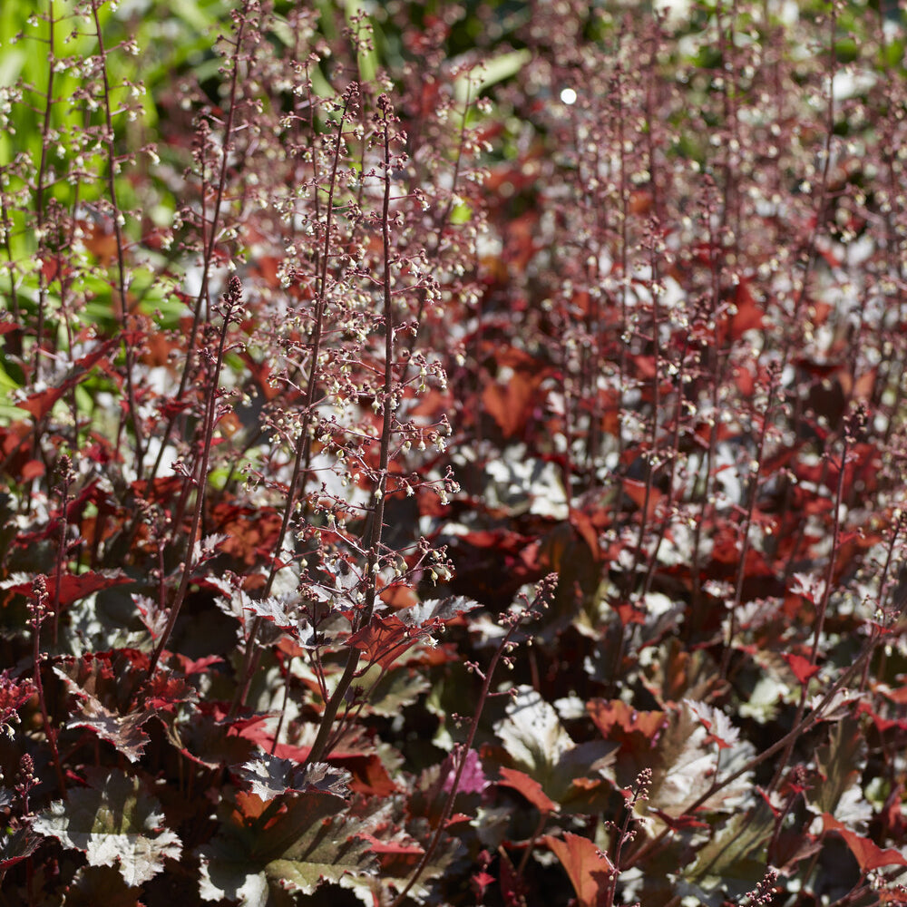 Heuchera Chocolate Ruffles - Purpurglöckchen 'Chocolate Ruffles' - Heuchera - Purpurglöckchen
