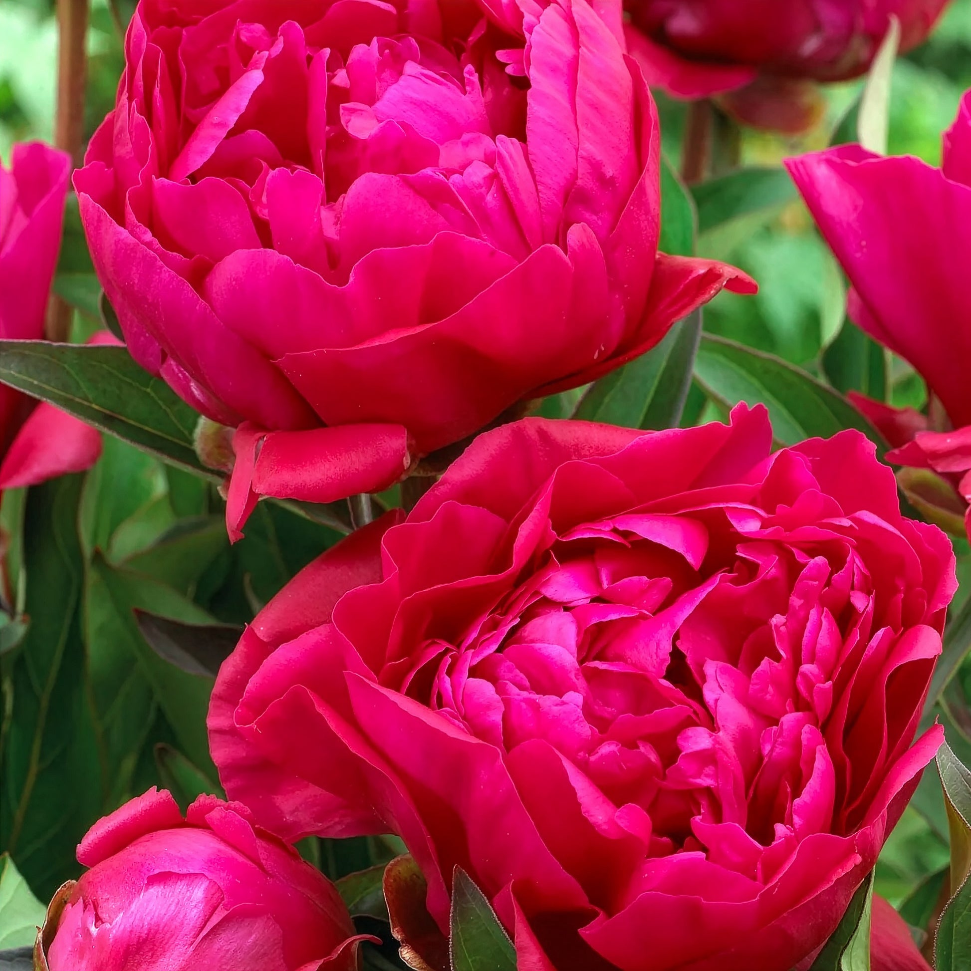 Duo rote und rosa Pfingstrosen - Paeonia lactiflora Sorbet, Karl Rosenfield - Bakker