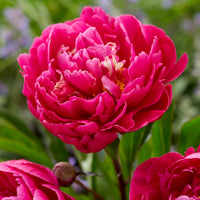 Pfingstrose ‘Karl Rosenfield’ - Paeonia lactiflora Karl Rosenfield - Bakker