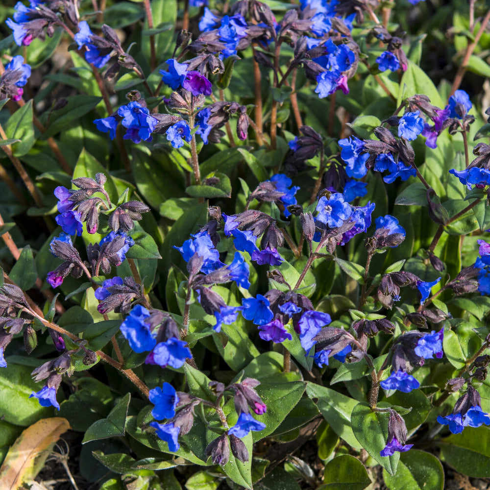 Verkauf Lungenkraut 'Blue Ensign' - Pulmonaria Blue Ensign
