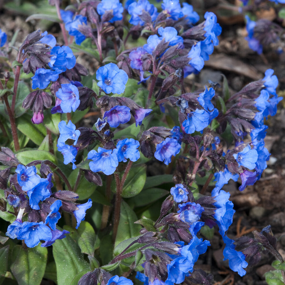 Lungenkraut 'Blue Ensign' - Pulmonaria Blue Ensign - Bakker