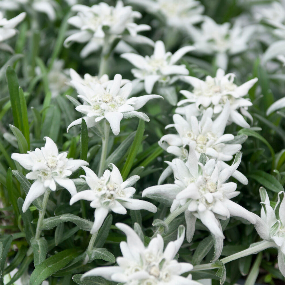 Alpen-Edelweiss - Bakker
