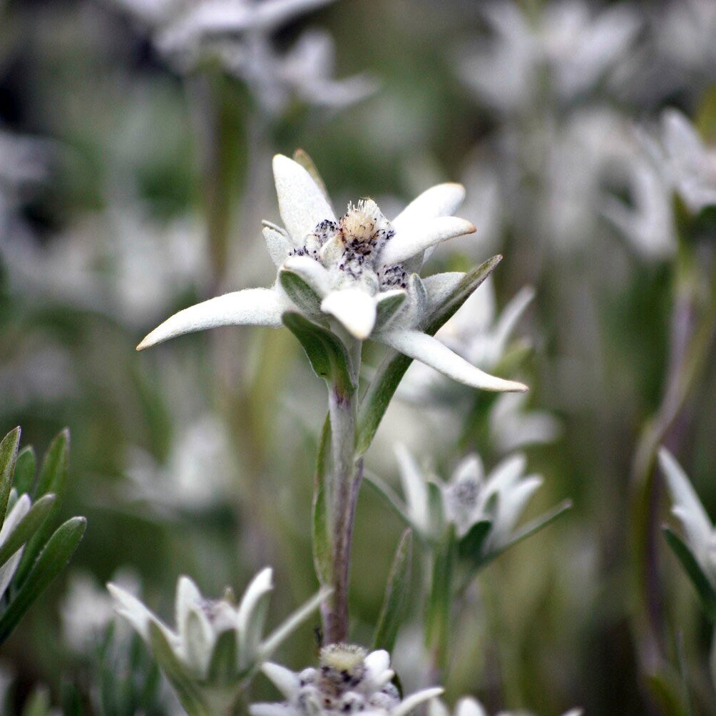 Alpen-Edelweiss - Leontopodium alpinum - Bakker