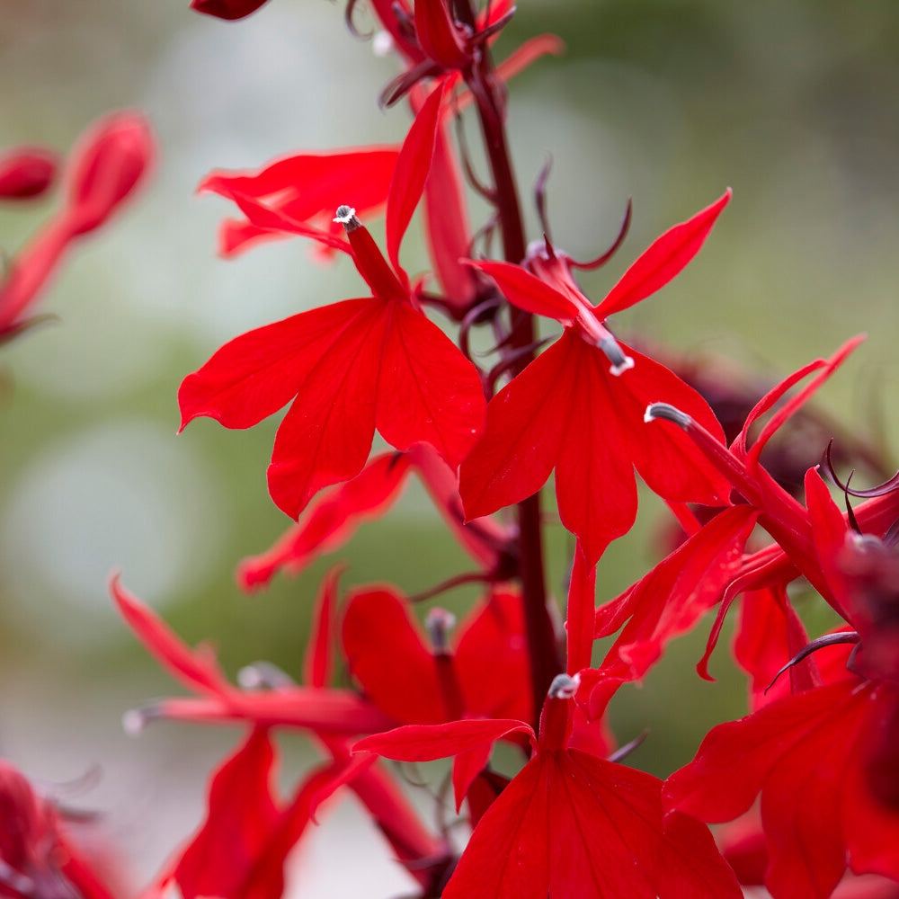 Lobelie 'Queen Victoria' - Lobelia queen victoria - Bakker