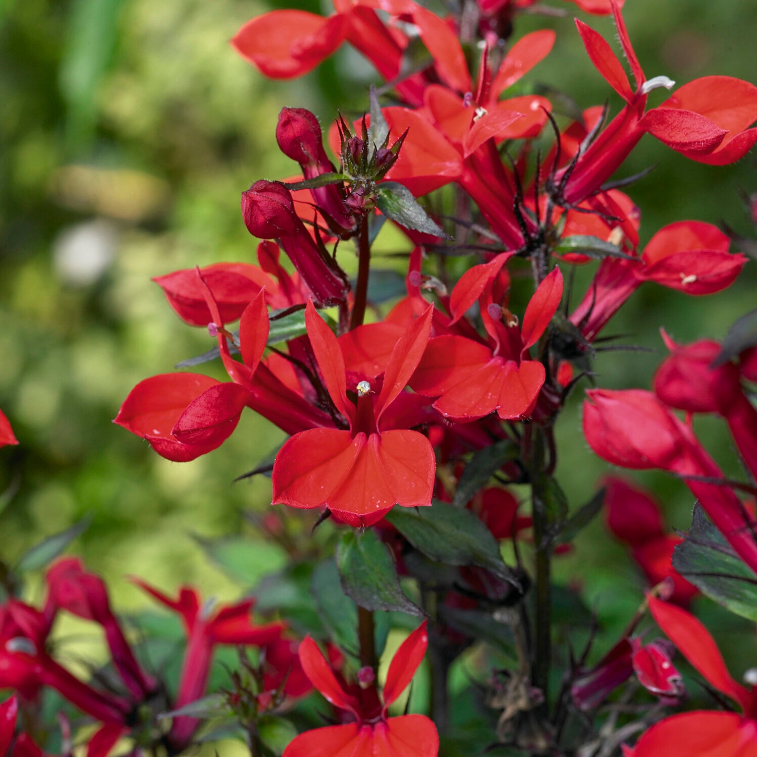 Lobelia queen victoria - Lobelie 'Queen Victoria' - Stauden