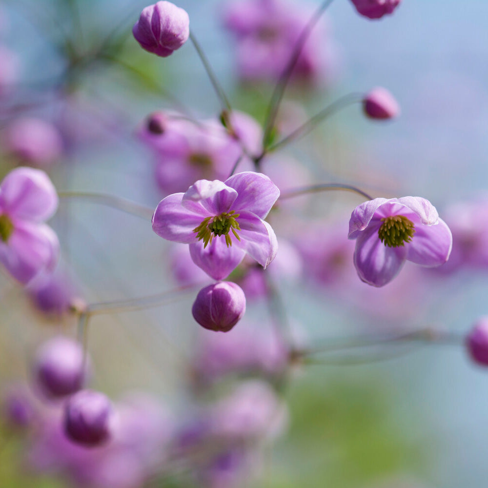Delavays Wiesenraute - Thalictrum delavayi - Bakker