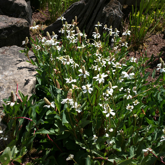 Kalifornische Anemopsis - Bakker