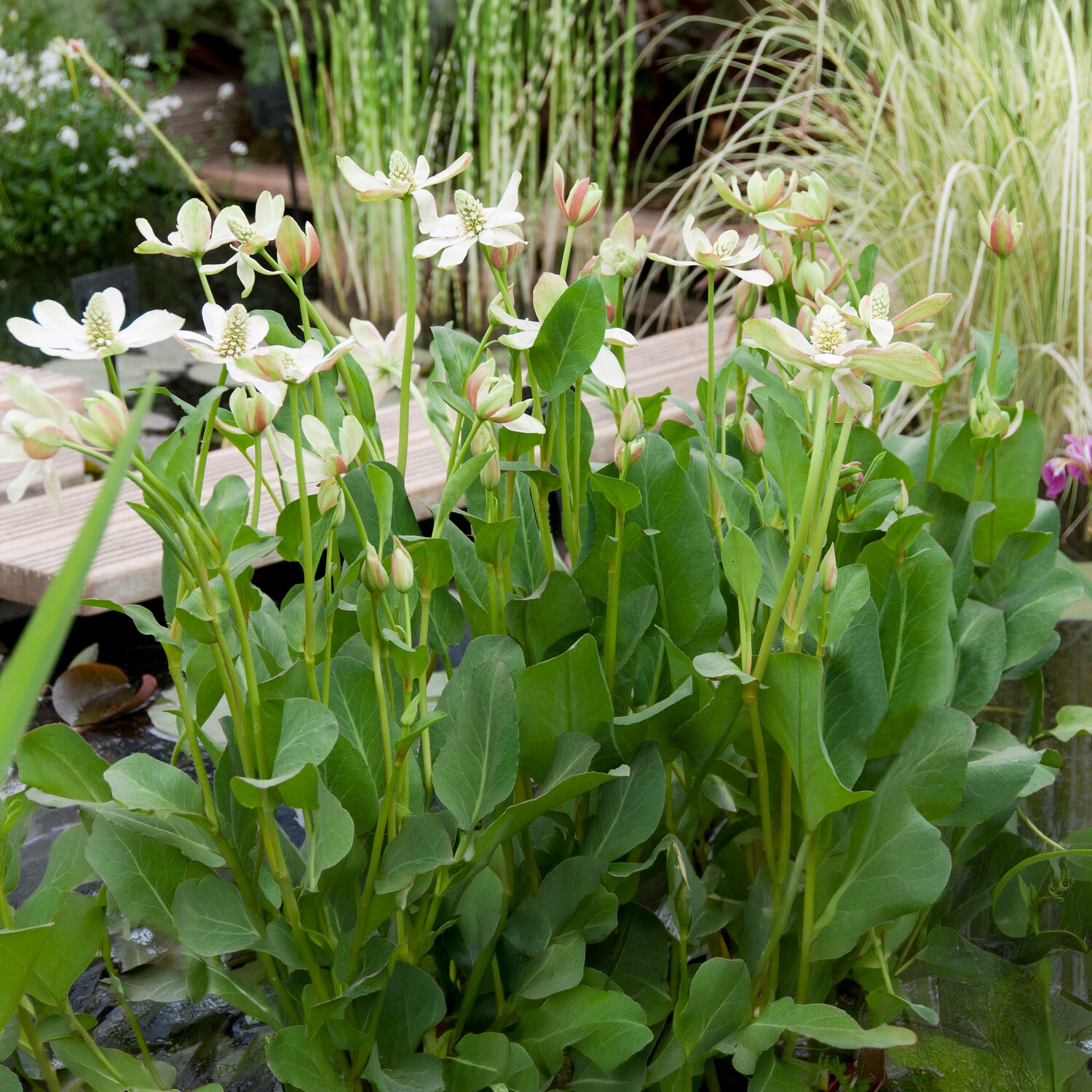 Kalifornische Anemopsis - Anemopsis californica - Bakker