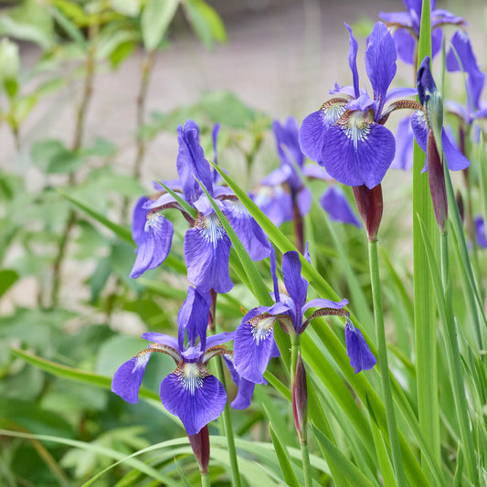Sibirische Schwertlilie - Bakker