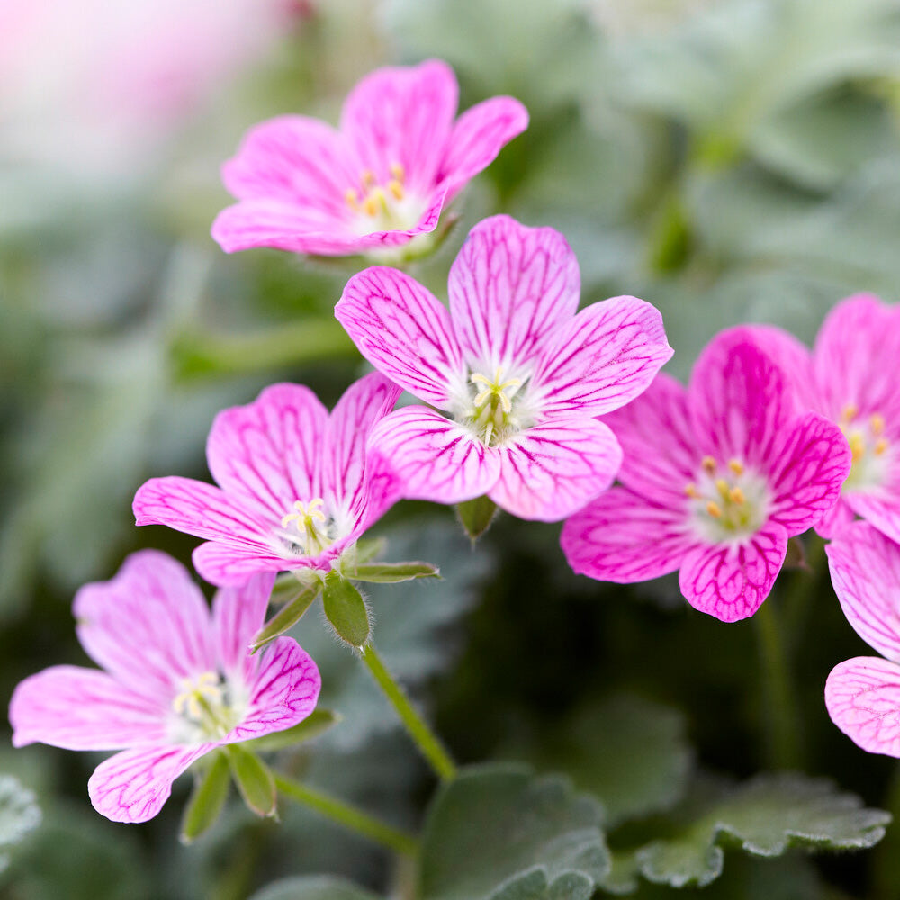 Verkauf Reiherschnabel 'Bishop's Form' - Erodium variabile Bishop's Form