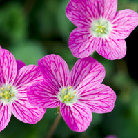 Reiherschnabel 'Bishop's Form' - Erodium variabile Bishop's Form - Bakker