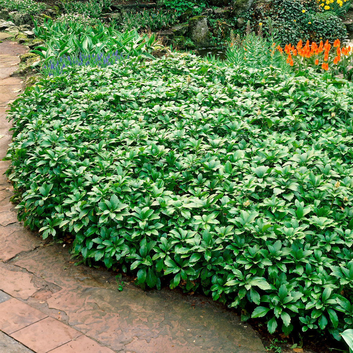Stauden - Dickmännchen ‘Green Carpet’ - Pachysandra terminalis Green Carpet