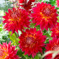 Dahlia 'Manhattan Island', 'Summerflame', 'Kiev' - Dahlien Mischung (x5) - Dahlien-Zwiebeln