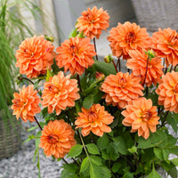 Dahlien Mischung (x5) - Dahlia 'Manhattan Island', 'Summerflame', 'Kiev' - Bakker