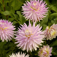 Dahlien-Zwiebeln - Dahlien Mischung (x5) - Dahlia 'Manhattan Island', 'Summerflame', 'Kiev'