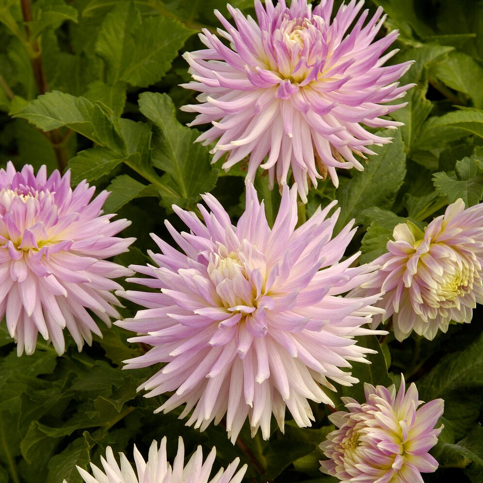 Dahlien-Zwiebeln - Dahlien Mischung (x5) - Dahlia 'Manhattan Island', 'Summerflame', 'Kiev'