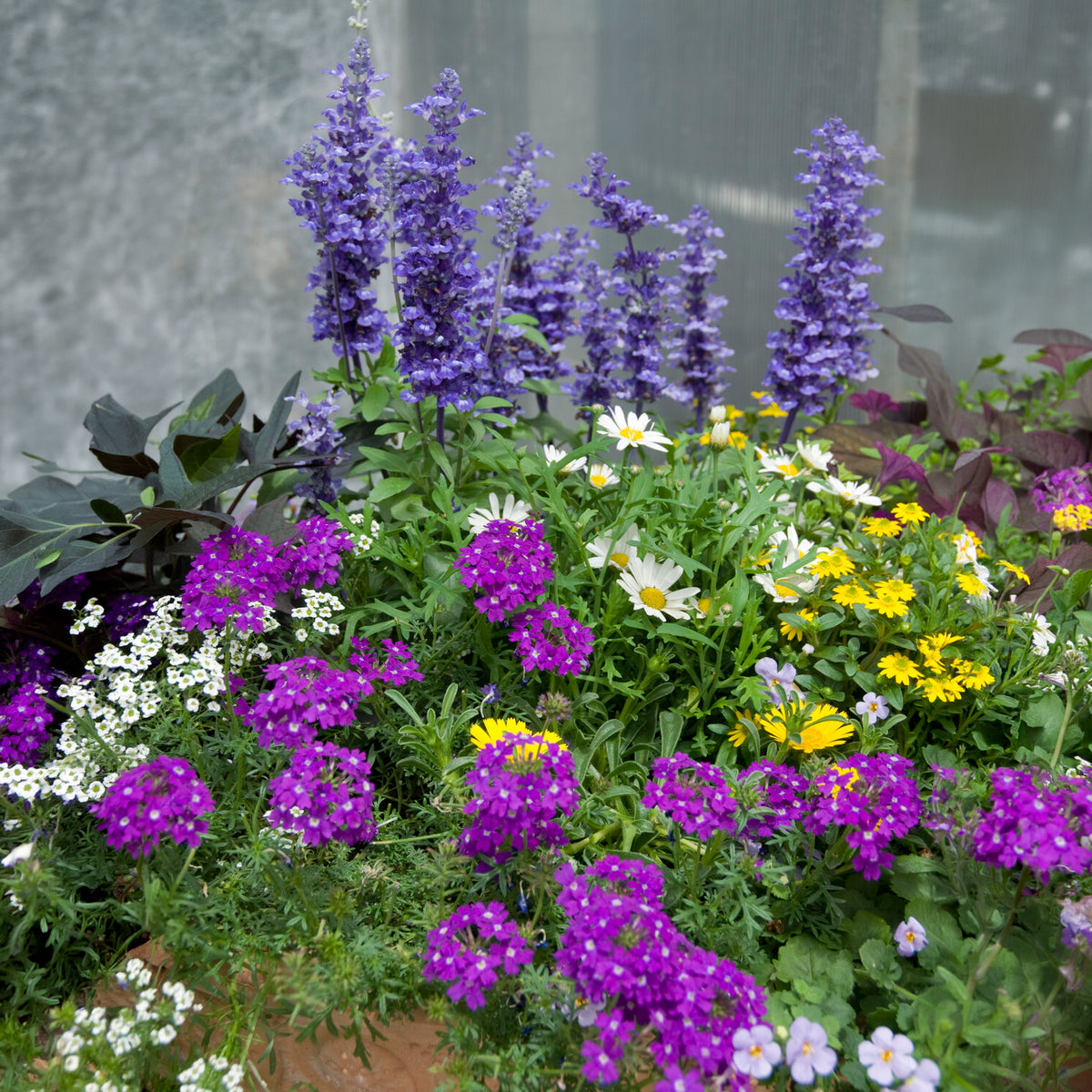 Gartenpflanzen Mischung 'Bee Friendly' (x3)