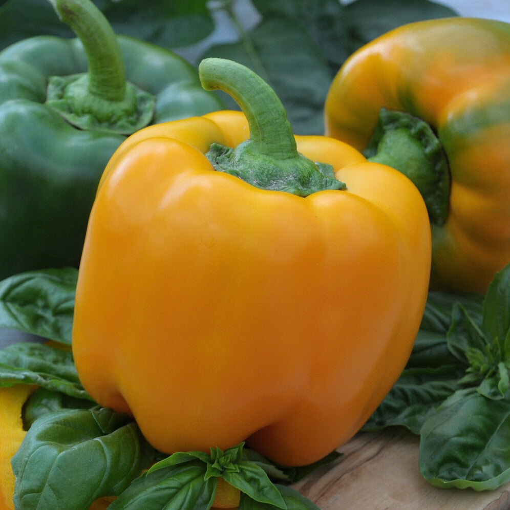 Capsicum annuum California Wonder yellow - Paprika ‘California Wonder Yellow’ - Samen für Paprika