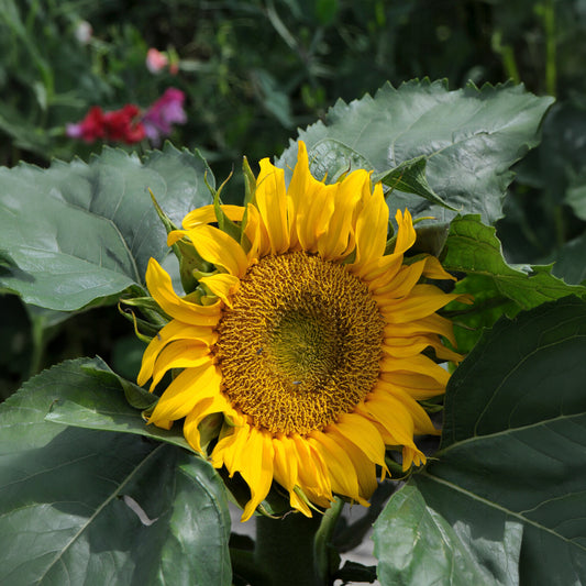 Sonnenblume 'Sunspot' - Bakker