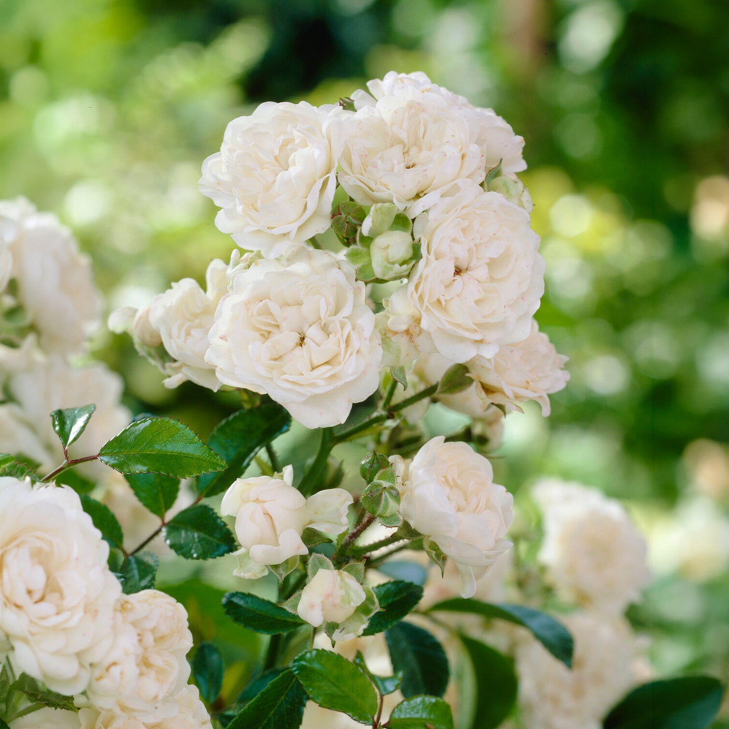 Bodendeckerrose 'Crystal Fairy' - Rosa crystal fairy ® - Bakker