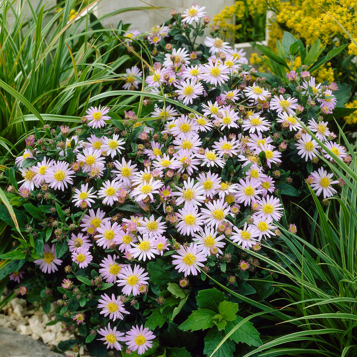 Aster ageratoides Stardust - Zwergaster 'Stardust' - Astern