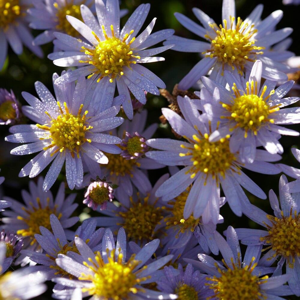 Astern - Zwergaster 'Stardust' - Aster ageratoides Stardust