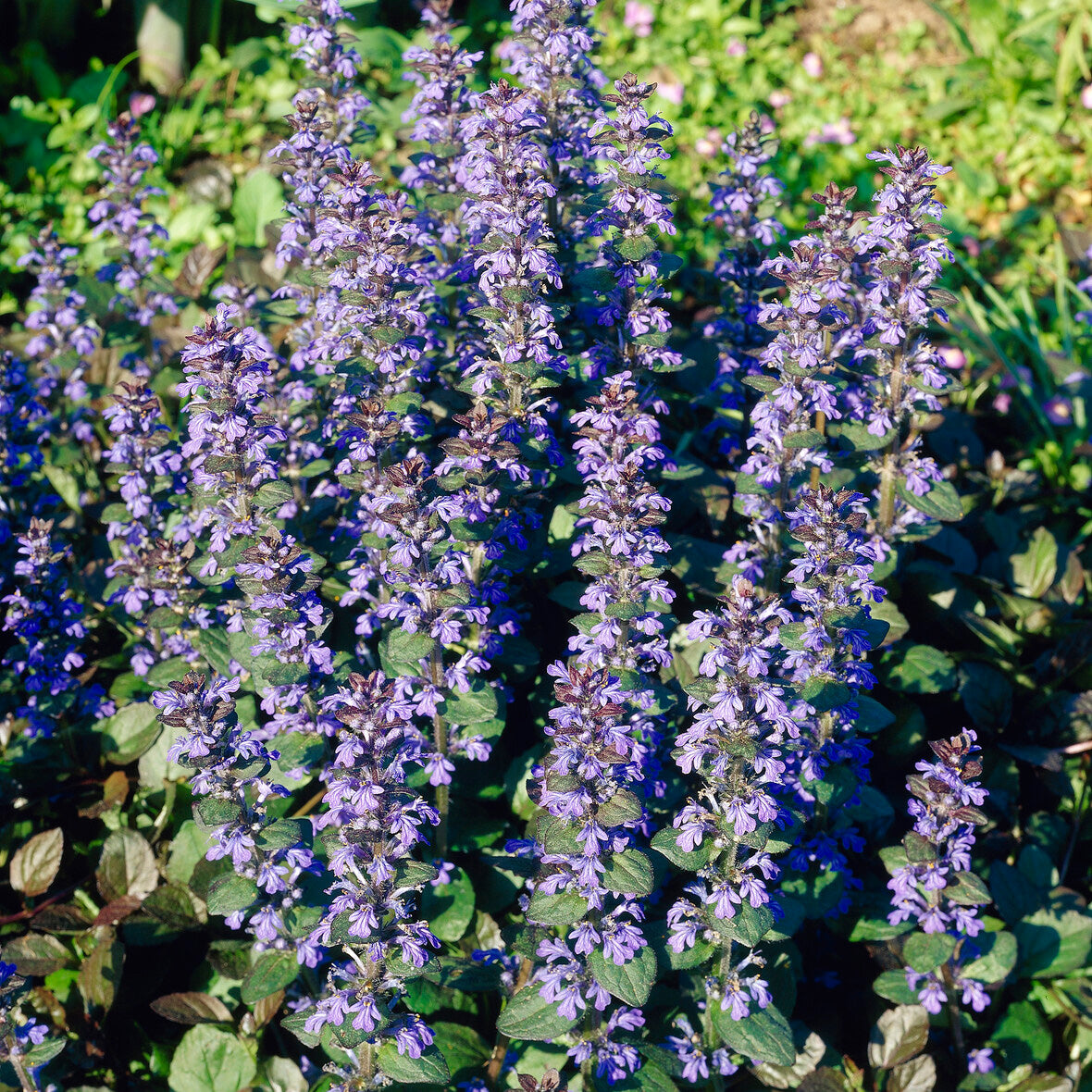 Verkauf Rotblättriger Günsel 'Atropurpurea'