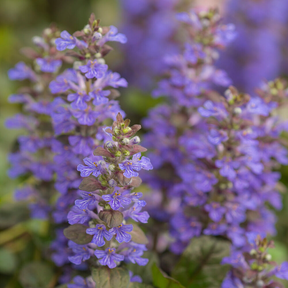 Verkauf Rotblättriger Günsel 'Atropurpurea' - Ajuga reptans Atropurpurea