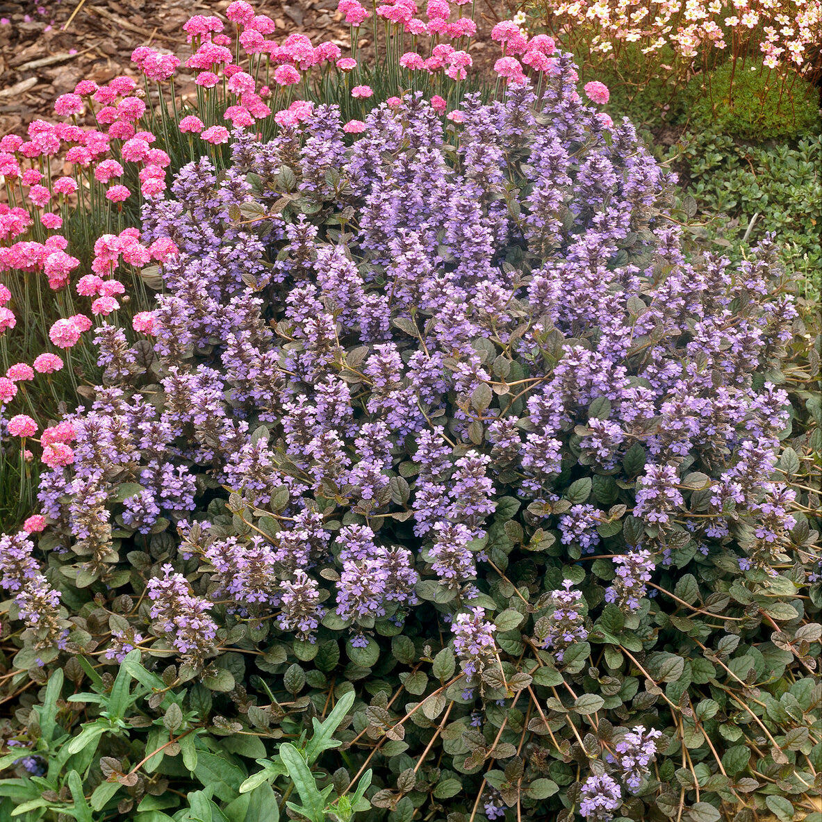 Gundermann - Rotblättriger Günsel 'Atropurpurea' - Ajuga reptans Atropurpurea
