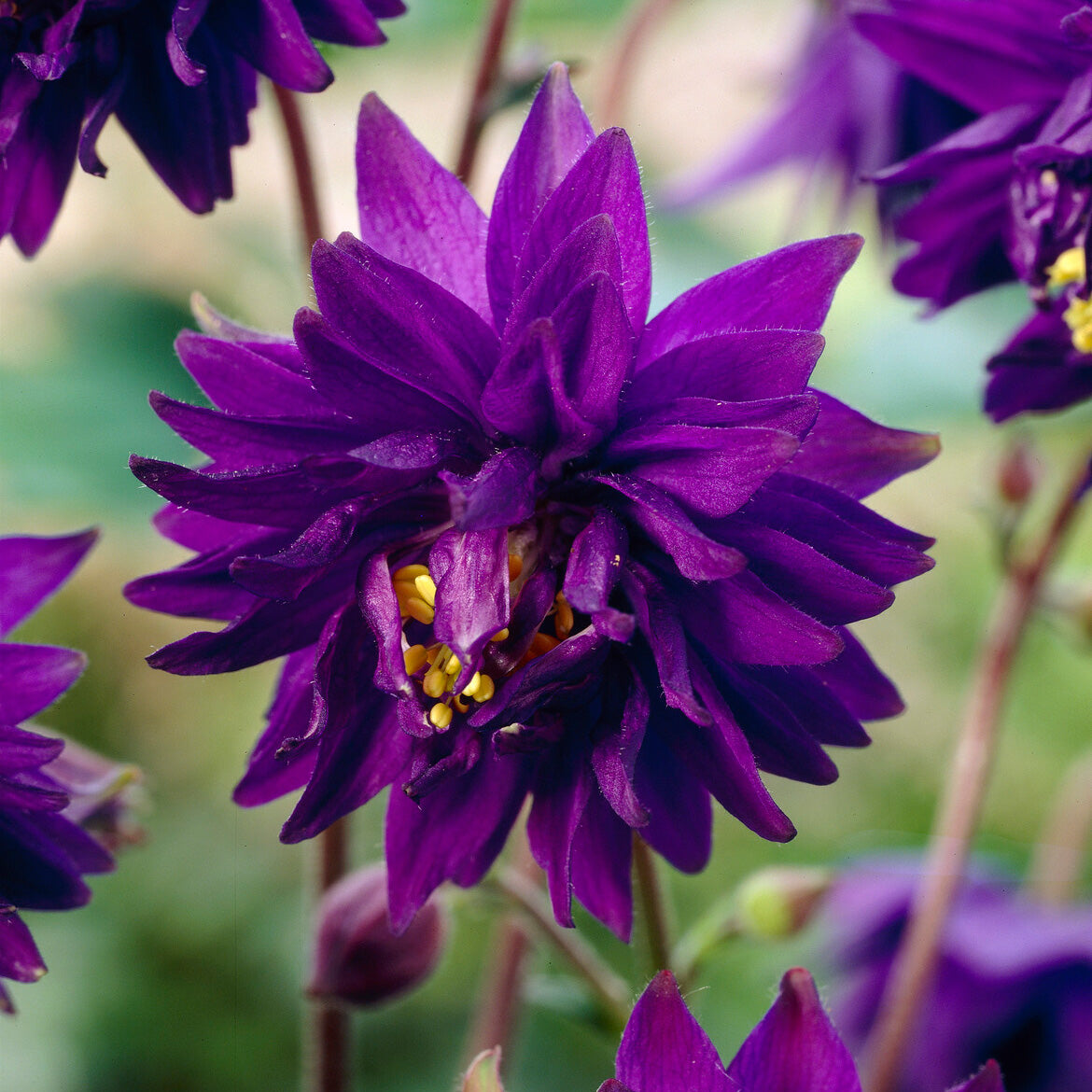 Verkauf Garten-Akelei 'Blue Barlow' - Aquilegia vulgaris Blue Barlow