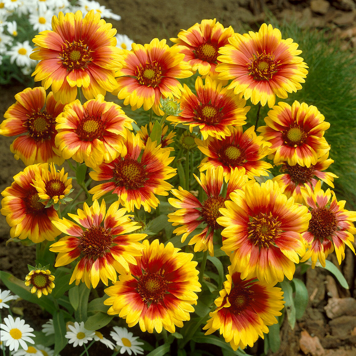 Kokardenblume ‘Kobold’ - Bakker
