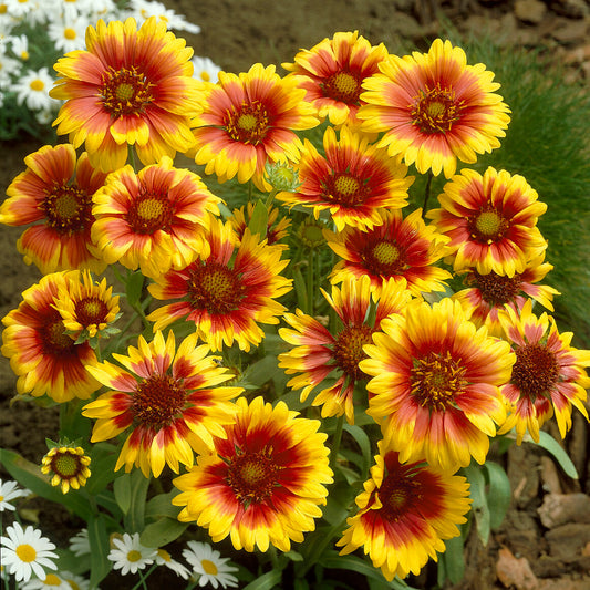 Kokardenblume ‘Kobold’ - Bakker